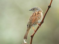 Dunnock - Prunella modularis