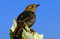 Red-headed Cisticola - Cisticola subruficapillus