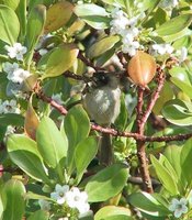 Bushtit - Psaltriparus minimus