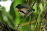 Fire-breasted Flowerpecker - Dicaeum ignipectus