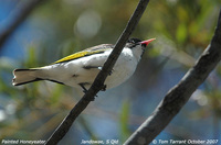 Painted Honeyeater - Grantiella picta