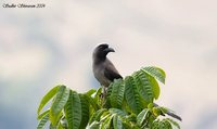 Gray Treepie - Dendrocitta formosae