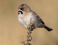 Scaly Weaver - Sporopipes squamifrons