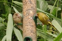 European Greenfinch - Carduelis chloris