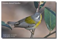 Crescent-chested Parula - Parula superciliosa