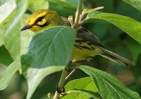 Prairie Warbler - Dendroica discolor