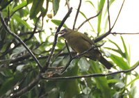 Ochre-breasted Tanager - Chlorothraupis stolzmanni