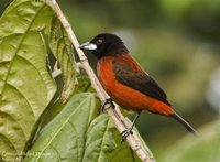 Crimson-backed Tanager - Ramphocelus dimidiatus