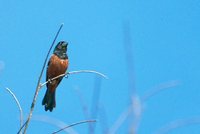 Chestnut-bellied Seed-Finch - Oryzoborus angolensis