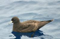 Black Petrel (Procellaria parkinsoni)
