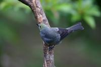 Palm Tanager