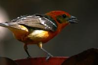 Flame-colored Tanager