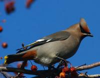 Bohemian Waxwing Feb 06