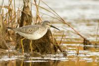 Stilt Sandpiper