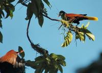 Flying in from left, Montezuma Oropendola  