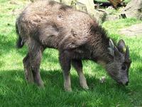 Central Chinese Goral