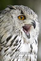Siberian eagle owl ( Bubo bubo sibiricus ) stock photo