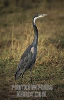 Black headed heron , Ardea melanocephala , Maasai Mara National Reserve , Kenya stock photo