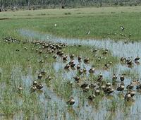 Hottentot Teal p.40