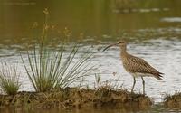 Whimbrel