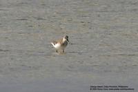 Terek Sandpiper Xenus cinereus