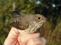 Spotted Flycatcher (Muscicapa striata)