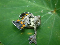 : Dendropsophus marmoratus