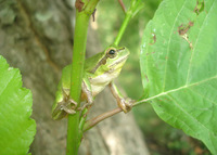 : Hyla savignyi; Lemon-yellow Tree Frog