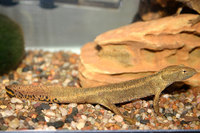 : Paramesotriton caudopunctatus; Spot Tailed Warty Newt