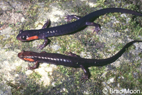 : Plethodon jordani; Jordan's Salamander;