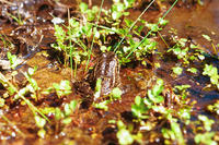 : Rana aurora draytonii; California Red-legged Frog