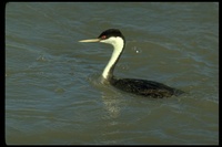 : Aechmophorus occidentalis; Western Grebe