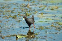 : Amaurornis flavirostris; Black Crake