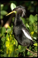 : Anhinga anhinga; Anhinga