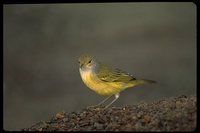 : Dendroica petechia aureola; Yellow Warbler