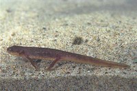 : Taricha granulosa; Rough-skinned Newt