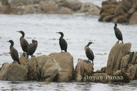 : Phalacrocorax penicillatus; Brandt's Cormorant