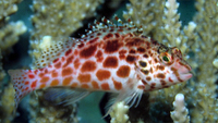 : Cirrhitichthys oxycephalus; Pixy Hawkfish