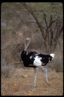 : Struthio camelus ssp. molybdophanes; Somali Ostrich