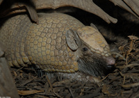 : Tolypeutes matacus; Southern Three-banded Armadillo