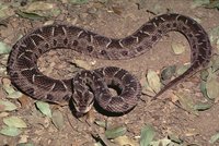 : Bothrops neuwiedi diporus; Neuwied's Lancehead