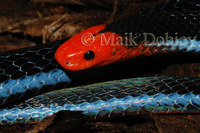 : Calliophis bivirgata flaviceps; Yellow-headed Coral Snake