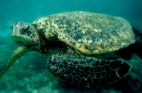 : Chelonia mydas; Green Sea Turtle