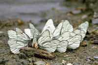 : Aporia crataegi