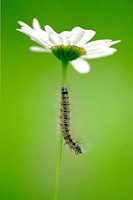 : Malacosoma neustria; Moth