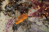 : Diaulula nobilis; Lemon Dorid Nudibranch;