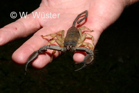 : Hadogenes phyllodes; Flat Rock Scorpion