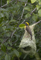 Ploceus philippinus  Baya Weaver photo