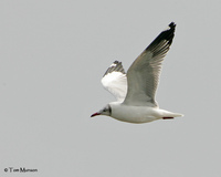 Brown-headed Gull