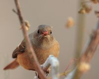 검은머리딱새 [stonechat]